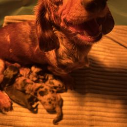 AKC black and tan dapple boy 1 - Dapple male Dachshund puppy in Tazewell, Virginia from Appalachian Dachshunds