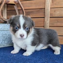 Lorelei Gilmore - Blue female Pembroke Welsh Corgi puppy in Shawnee, Oklahoma from Sunray Ranch