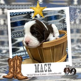 Mack - Liver and white male English Springer Spaniel puppy in Albany, Minnesota from Farm Fresh Labradors & English Springers
