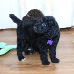 Poodle Puppies from RK'S Pets