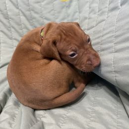 Anna - Golden rust female Vizsla puppy in Sioux County, Iowa from Pheasant Poppers Vizslas
