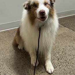 Nick - Australian Shepherd