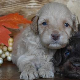 Male 1 of 3 - Cream male Goldendoodle puppy in Macedon, New York from Toodles Goldendoodles