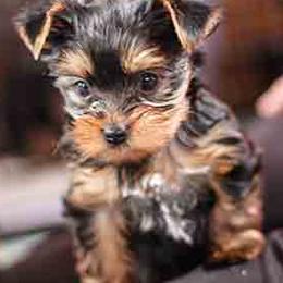 Portuguese Water Dogs and Yorkshire Terriers from Wynsumly