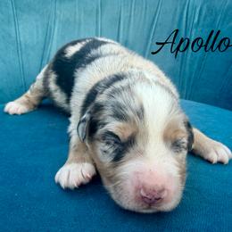 Apollo - Blue merle male Miniature Australian Shepherd puppy in Sandy Hook, Kentucky from RidgeTop Aussies