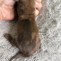 CKC DAPPLE SHADED RED SMOOTH COAT - Dapple female Dachshund puppy in Anderson, California from Golden Paws Dachshunds