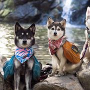 Alaskan Klee Kai from Thurisia
