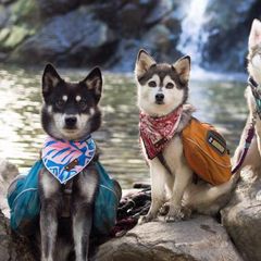 Alaskan Klee Kai from Thurisia