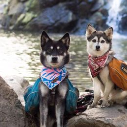 Alaskan Klee Kai from Thurisia