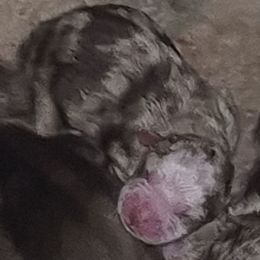 Red Merle Girl asdr - Red merle female Toy Australian Shepherd puppy in Madisonville, Tennessee from LaRose Farm & Kennels