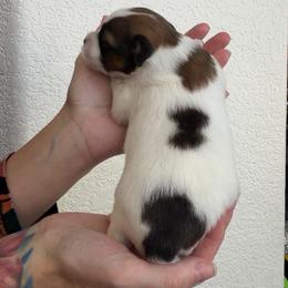 Comet - Red white and sable male Papillon puppy in Thornton, Colorado from Aspen Wings Papillons