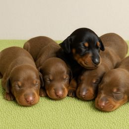 6 - Red and rust male Doberman Pinscher puppy in Puyallup, Washington from Aj bostons and Dobermans