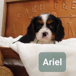 Cavalier King Charles Spaniel Puppies from King of the Hill Cavaliers