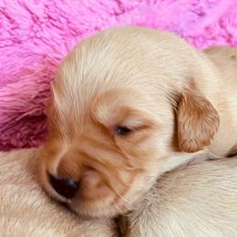 Goldie - Light golden female Golden Retriever puppy in Blackfoot, Idaho from Ivy’s Goldens
