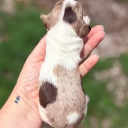 Anna Hummingbird - Girl 2 - Dapple female Dachshund puppy in Corbin, Kentucky from Steele Half Acre Homestead