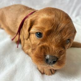 Waffle - Red female Cavapoo puppy in Adrian, Oregon from ApplebyFarm