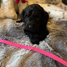 Melanie - Black female Havapoo puppy in Olympia, Washington from Che Bella Amore Lagotti