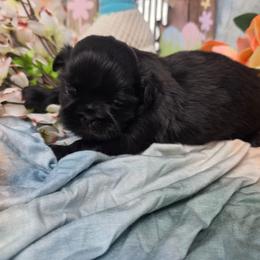 Oliver - Black male Shih Tzu puppy in Green Bay, Wisconsin from Kim's Shih Tzus