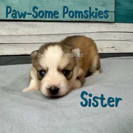 Sister - Silver and white female Pomsky puppy in Krum, Texas from Paw-Some Pomskies