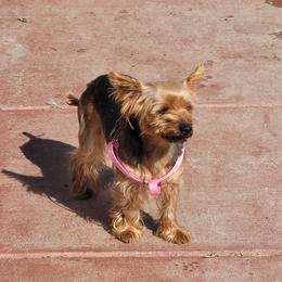 Bella - Yorkshire Terrier