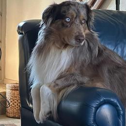 Reese - Miniature Australian Shepherd