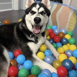 Siberian Husky All Grown Up from House of the Huskies