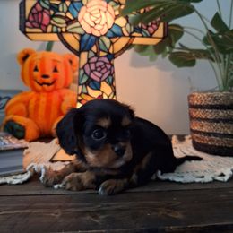 Girl 1 - Black and tan Cavalier King Charles Spaniel puppy in Villa Rica, Georgia from Georgia Alabama Cavaliers
