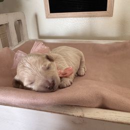 Regina - Apricot female Maltipoo puppy in New Port Richey, Florida from Toy Poodles And Maltese Of Florida