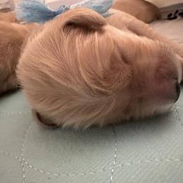 Golden Retriever Puppies from Gail’s Goldens