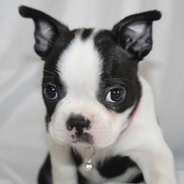 Bubbles - Black brindle and white female Boston Terrier puppy in Brooksville, Florida from Delamorés Pups