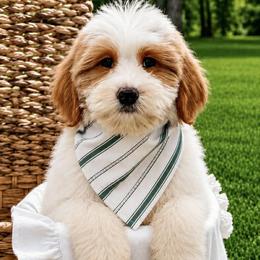 Austin - Parti male Goldendoodle puppy in Iola, Texas from Supreme Doodles of Texas