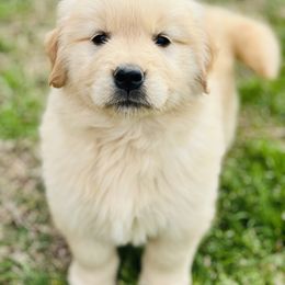 Golden Retriever and Pug Puppies from Copperfield’s Goldens