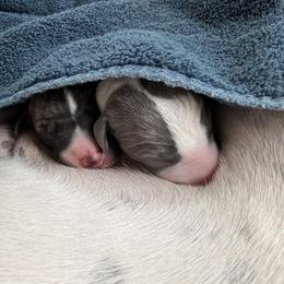 Wyatt - Black brindle male Whippet puppy in Joshua Tree, California from Lexy-Lotte-Lews  Whippets