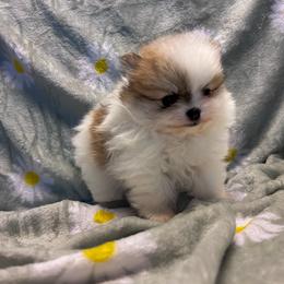 Legacy boy - Orange parti male Pomeranian puppy in Weatherford, Texas from COCO'S POMS AND FRENCHIES