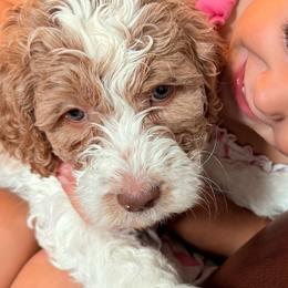 TEDDIE - Parti male Springerdoodle puppy in Murrells Inlet, South Carolina from SpringerDoodles at the Beach