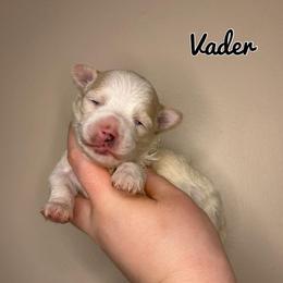 Vader - White male Maltipoo puppy in Morehead, Kentucky from Paw Perfect Pets