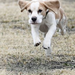 Beagle All Grown Up from Redd Devils