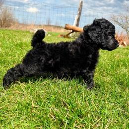Bear - Black male Poodle puppy in Greenwich, New York from MizzElle’s Standard Poodles
