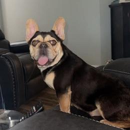 Jade - French Bulldog