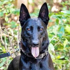Belgian Malinois, Jack Russell Terriers, and Yorkshire Terriers from Working W Kennels