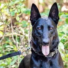 Belgian Malinois, Jack Russell Terriers, and Yorkshire Terriers from Working W Kennels