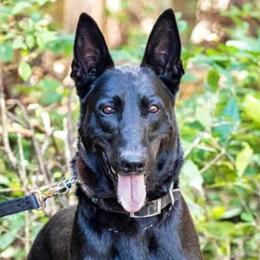 Belgian Malinois, Jack Russell Terriers, and Yorkshire Terriers from Working W Kennels