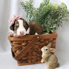 Luna - White and gold female Bordoodle puppy in Ashland, Ohio from Cherry Blossom Doodles