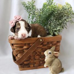 Luna - White and gold female Bordoodle puppy in Ashland, Ohio from Cherry Blossom Doodles