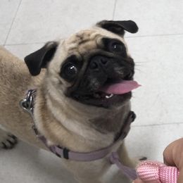Mabel - Pug
