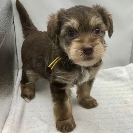 Peanut (Yellow) - Tri-color male Yorkipoo puppy in Martin, Tennessee from Danza Bolo