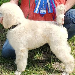 Poodles from Wenray's Standard Poodles