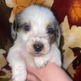 Dachshund Puppies from LPS weenies