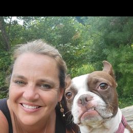 Boston Terrier Puppies from Christy's Boston Butts