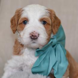 Golden Delicious 'Goldie'- Teal Collar - Yellow and white female Bernedoodle puppy in Katy, Texas from Bluebonnet Bernedoodles of Southeast Texas